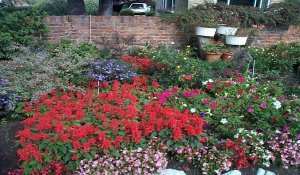 Picture of garden flowers