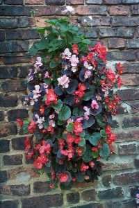 Hanging Basket