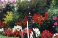 Garden flowers with sprinkler